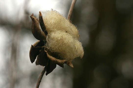 Image of Ipomoea albivenia (Lindl.) Sweet