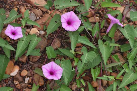 Image of morning-glory