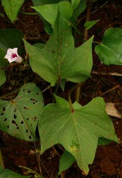 Image of morning-glory