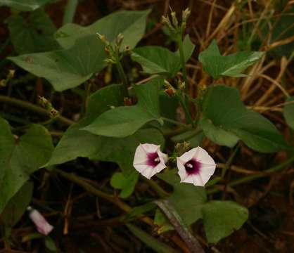 Image of morning-glory