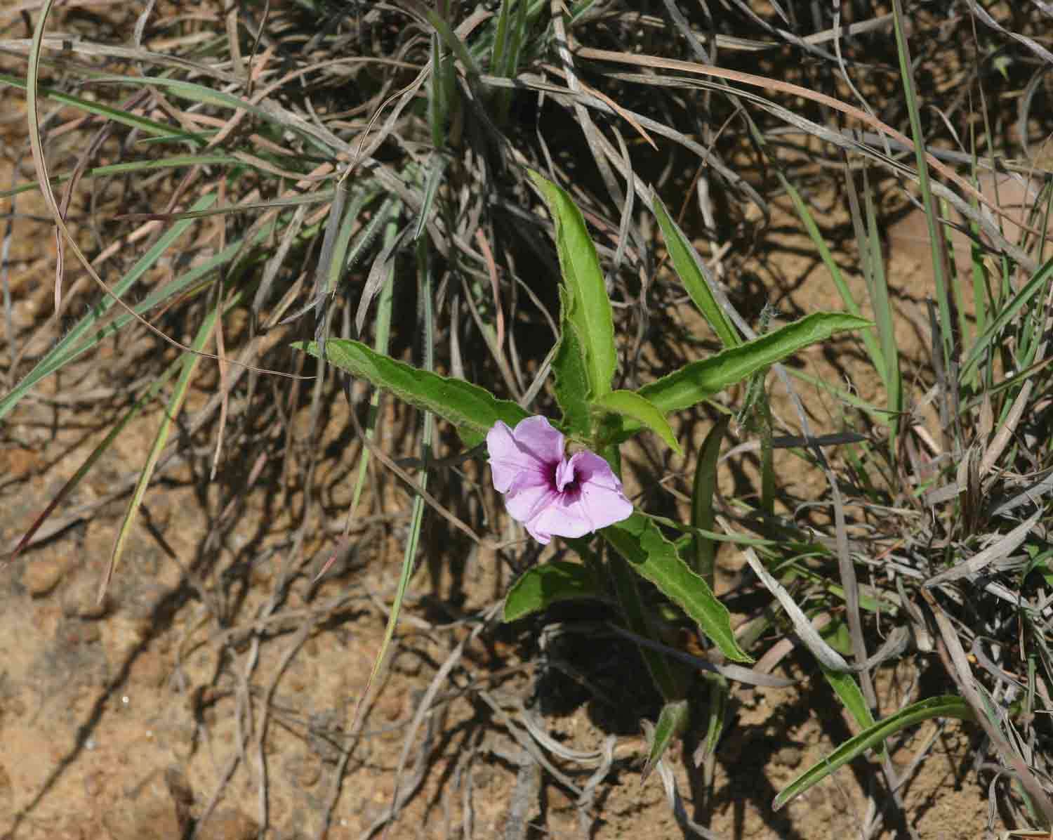 Image of Ipomoea blepharophylla Hall. fil. ex Engl.