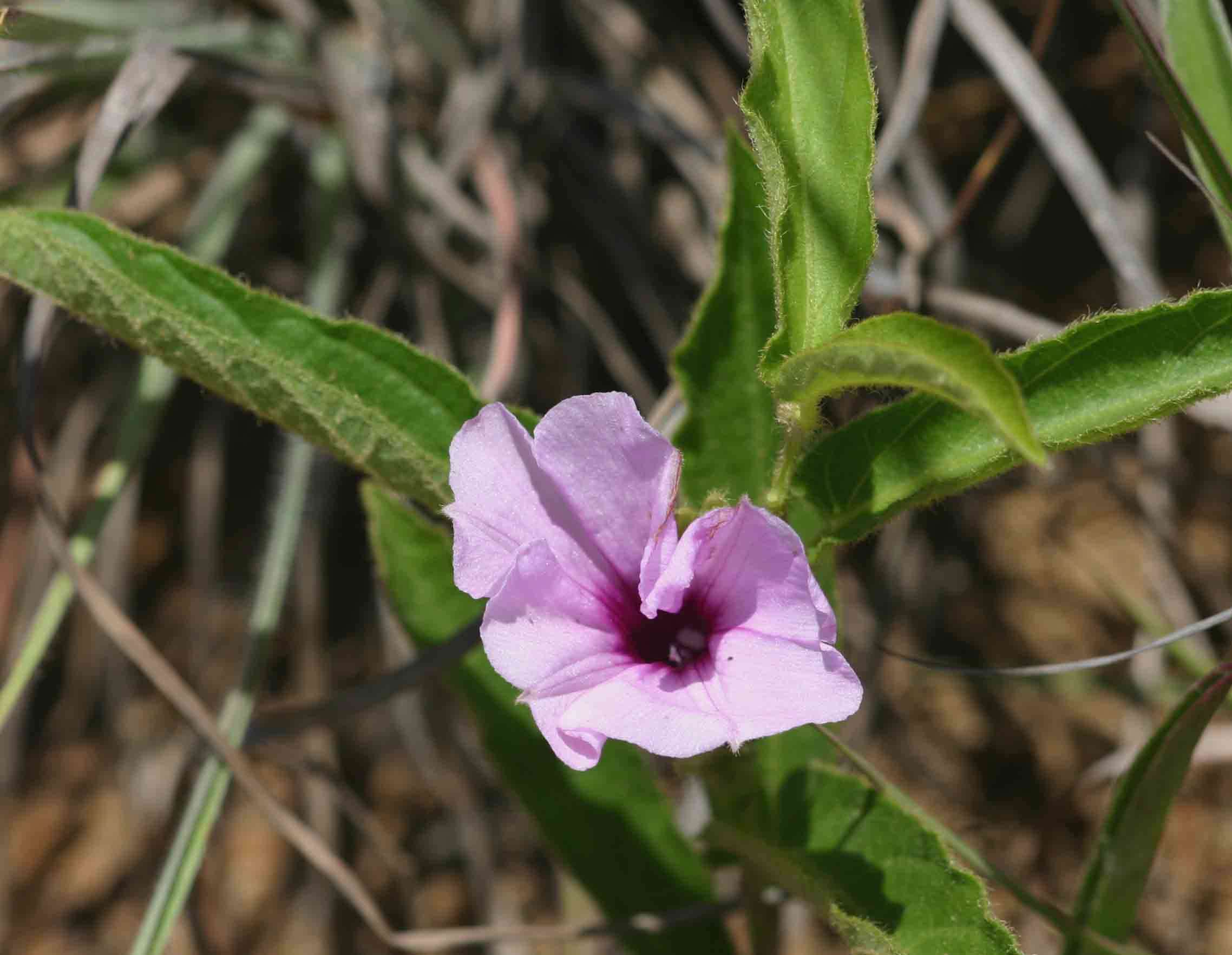 Image of Ipomoea blepharophylla Hall. fil. ex Engl.