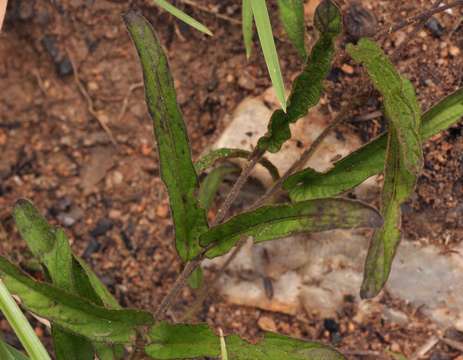 Image of Ipomoea blepharophylla Hall. fil. ex Engl.