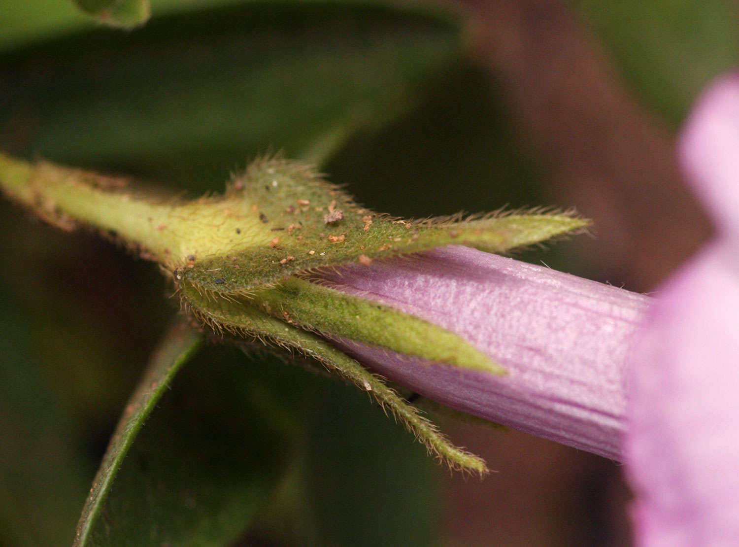 Image of Ipomoea blepharophylla Hall. fil. ex Engl.