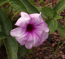 Image of Ipomoea blepharophylla Hall. fil. ex Engl.