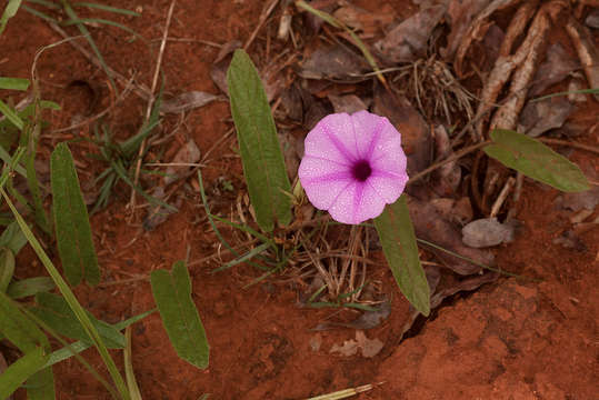 Image of Ipomoea blepharophylla Hall. fil. ex Engl.