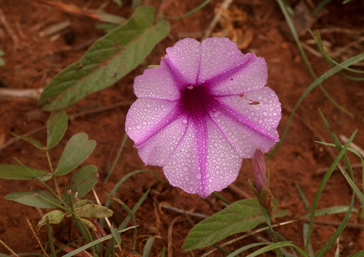 Image of Ipomoea blepharophylla Hall. fil. ex Engl.