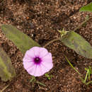 صورة Ipomoea blepharophylla Hall. fil. ex Engl.