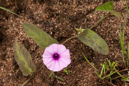 Image of Ipomoea blepharophylla Hall. fil. ex Engl.