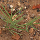 Image of Ipomoea bolusiana Schinz