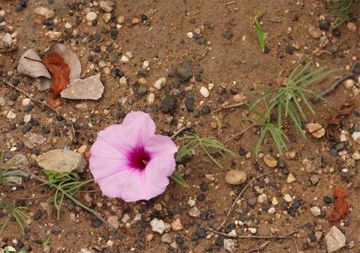 Слика од Ipomoea bolusiana Schinz