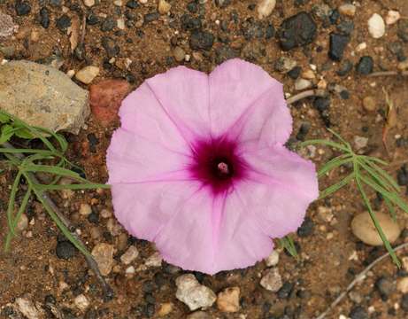 Слика од Ipomoea bolusiana Schinz