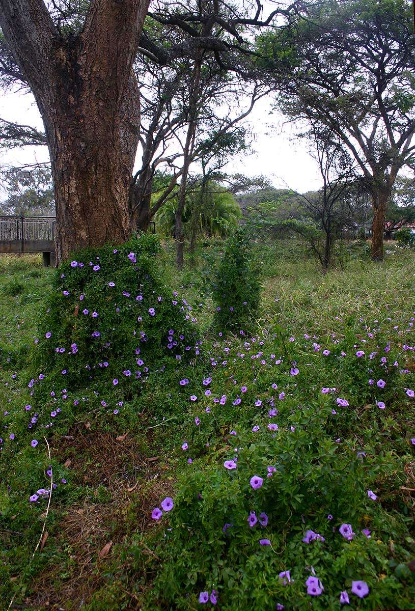 Imagem de <i>Ipomoea <i>cairica</i></i> (L.) Sweet var. cairica