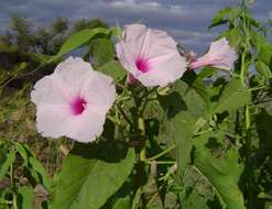 Imagem de Ipomoea carnea Jacq.