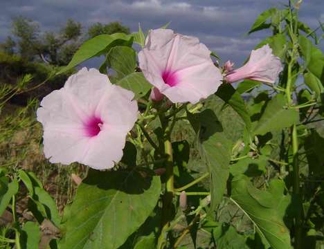 Слика од Ipomoea carnea Jacq.