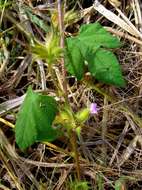 Image of Ipomoea dichroa (Roem. & Schult.) Choisy