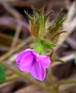 Image of Ipomoea dichroa (Roem. & Schult.) Choisy