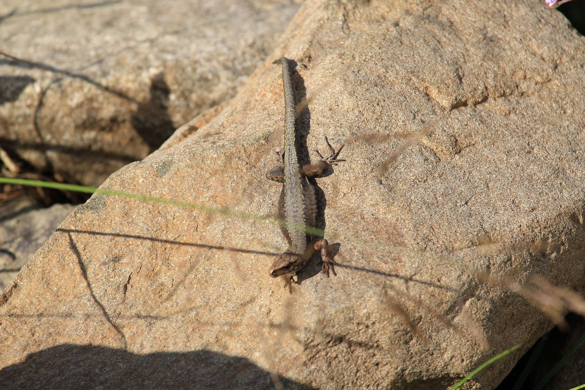 Image of Derjugin's lizard