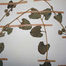 Image of Ipomoea hackeliana (Schinz) Hall. fil.