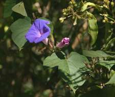 Image of morning-glory