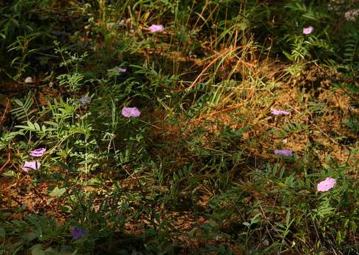 Image of Small pink morning-glory