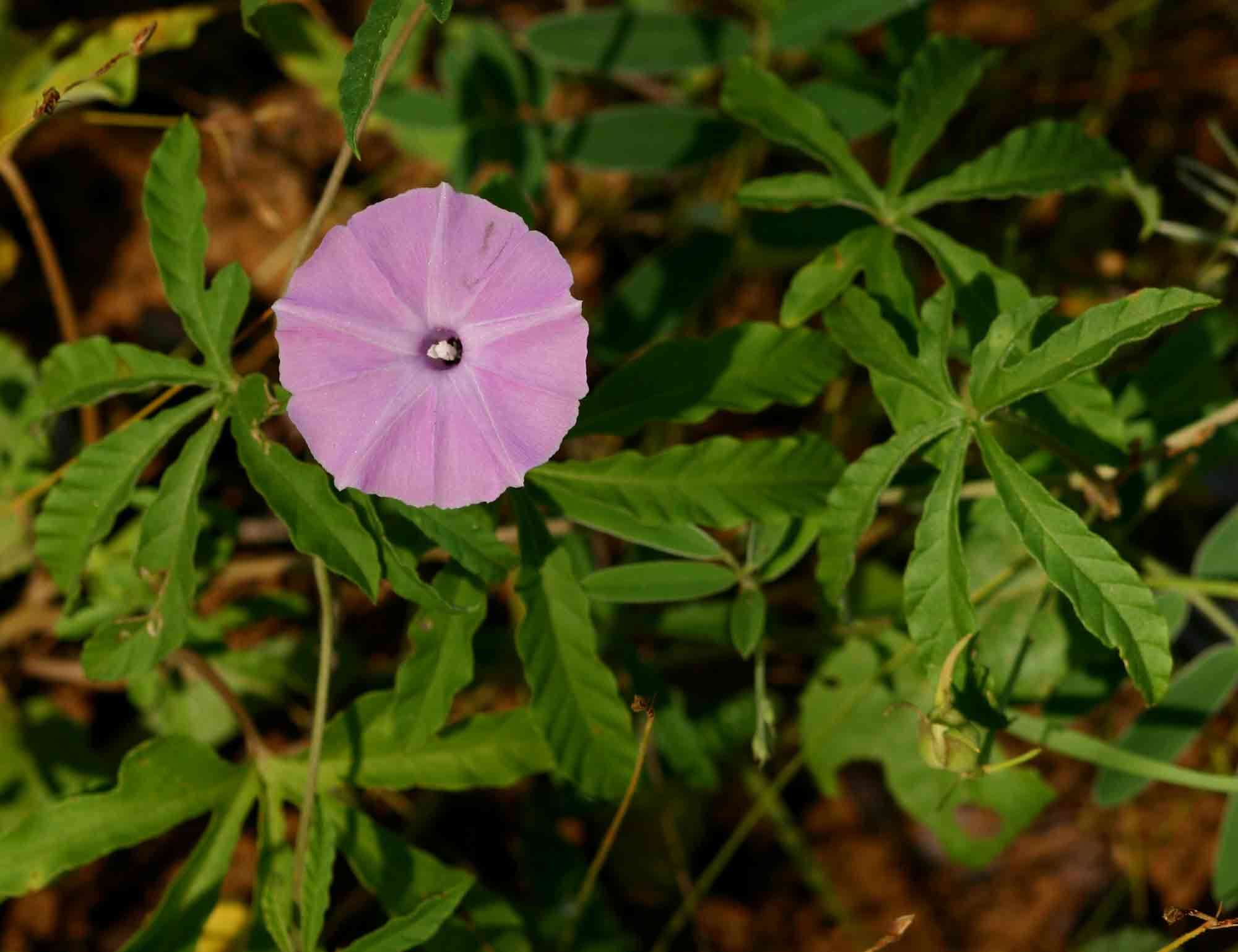 Image of Small pink morning-glory
