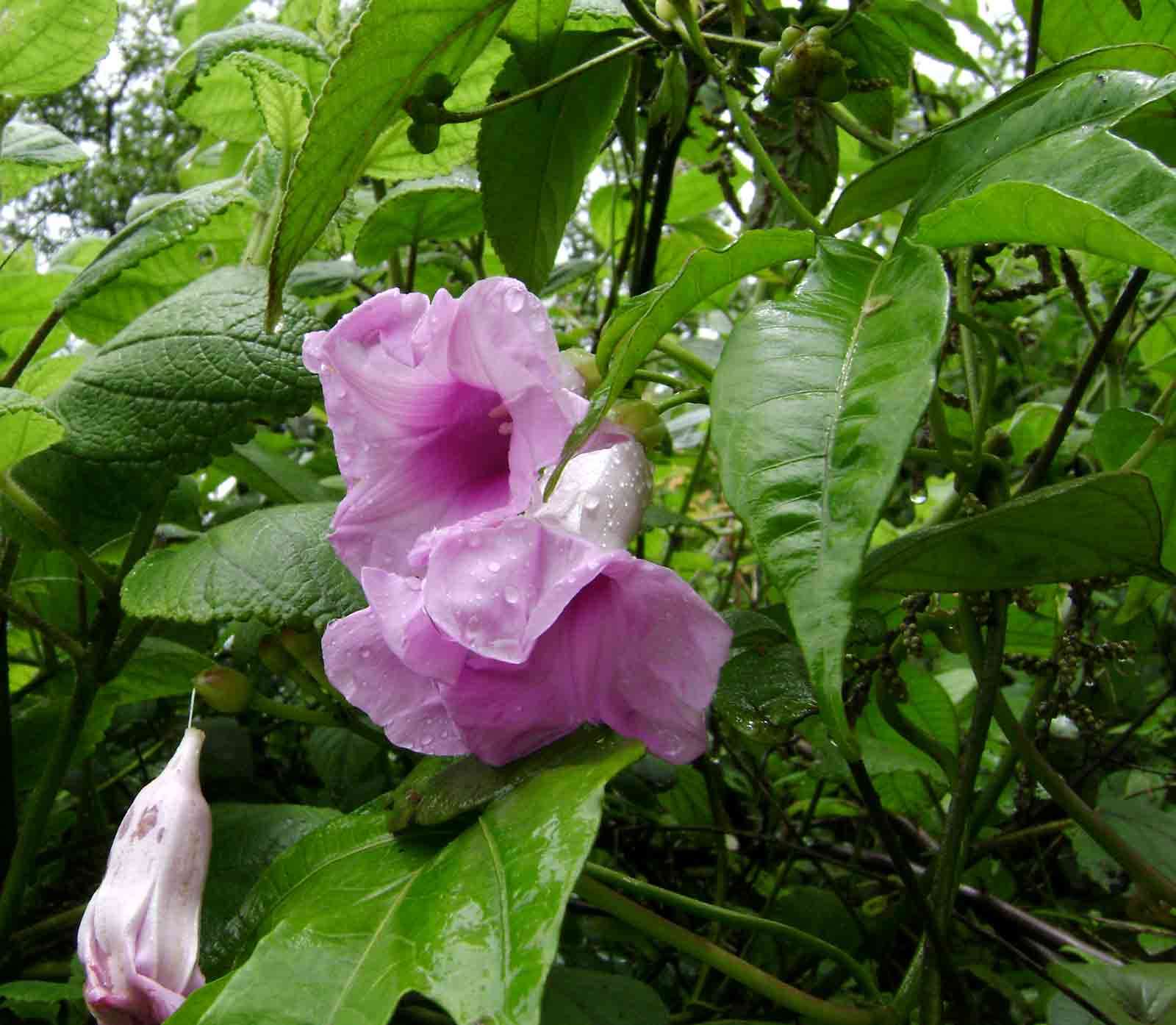 Sivun Ipomoea mauritiana Jacquin kuva