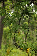 Sivun Ipomoea mauritiana Jacquin kuva