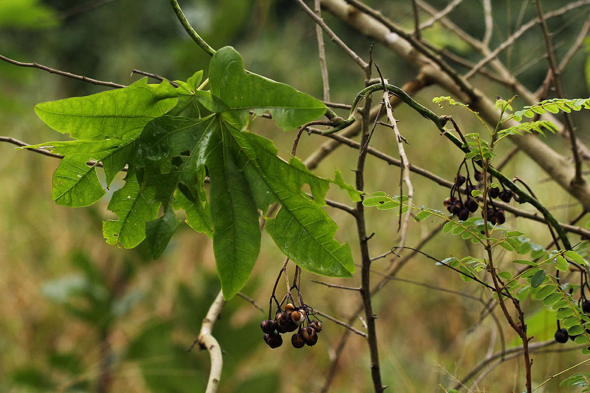 Sivun Ipomoea mauritiana Jacquin kuva