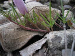 <i>Ipomoea <i>oenotherae</i></i> (Vatke) Hallier fil. var. oenotherae resmi