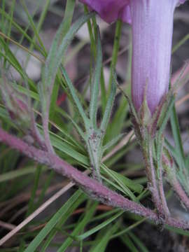 Image of <i>Ipomoea <i>oenotherae</i></i> (Vatke) Hallier fil. var. oenotherae