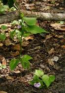 Image of Ipomoea pileata Roxb.