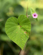 Image of Ipomoea pileata Roxb.