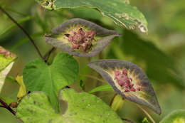 Image of Ipomoea pileata Roxb.