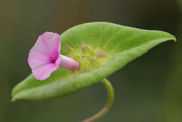 Image of Ipomoea pileata Roxb.