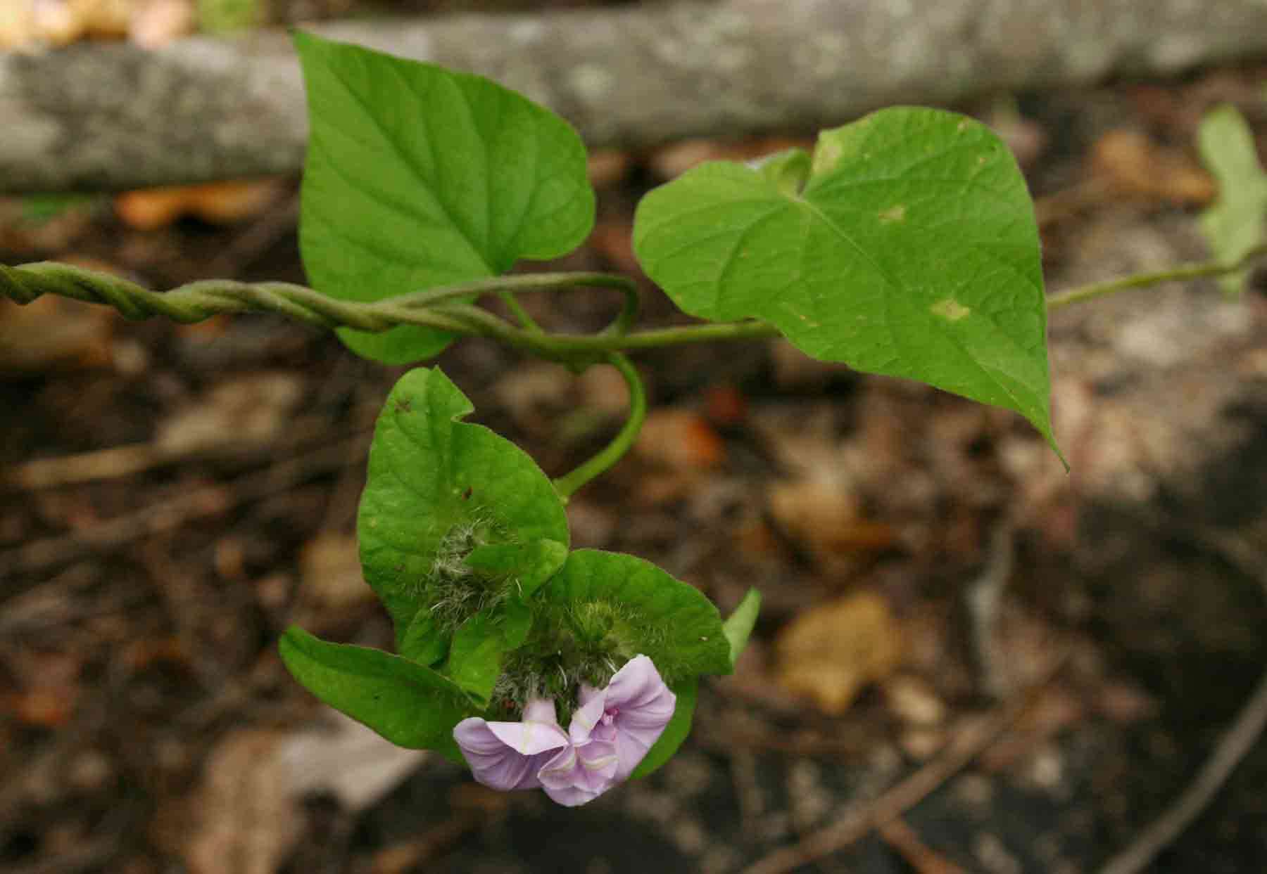 Image of Ipomoea pileata Roxb.