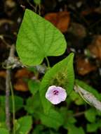 Image of Ipomoea pileata Roxb.