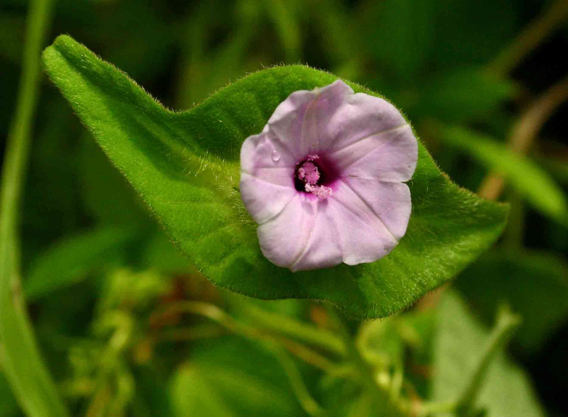 Image of Ipomoea pileata Roxb.