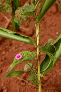 Image of Ipomoea pileata Roxb.