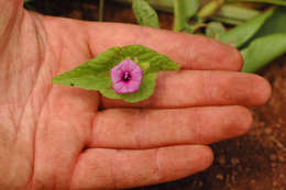 Image of Ipomoea pileata Roxb.