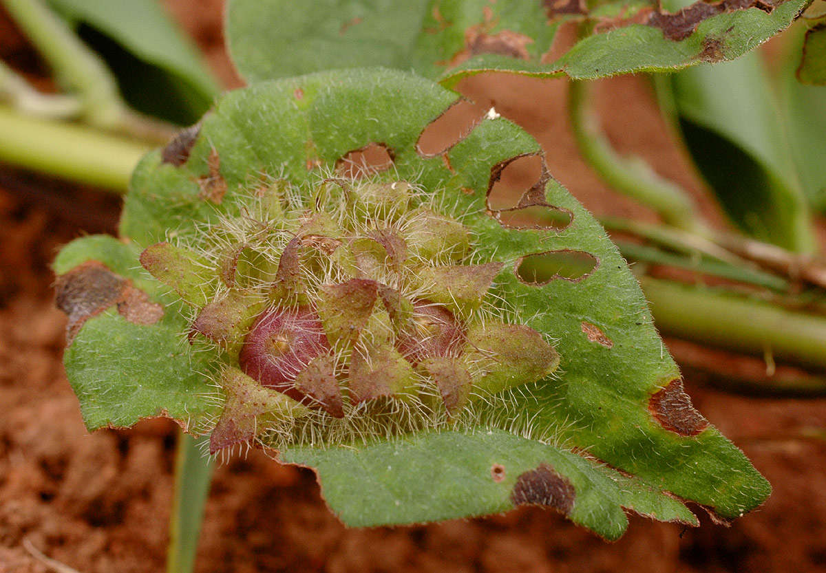 Image of Ipomoea pileata Roxb.