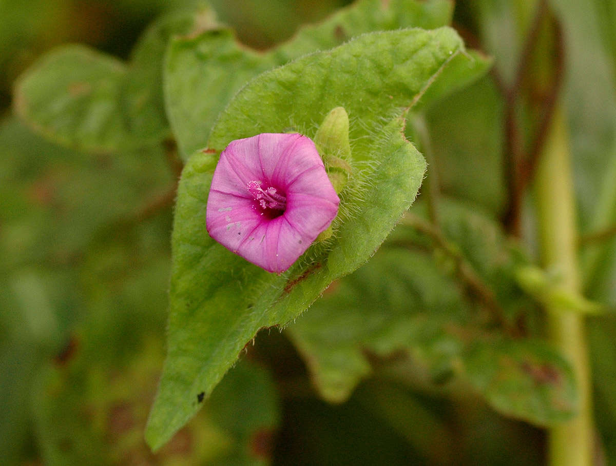 Image of Ipomoea pileata Roxb.