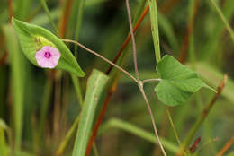 Image of Ipomoea pileata Roxb.