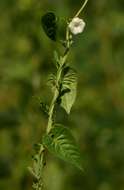 Image of Ipomoea biflora (L.) Pers.