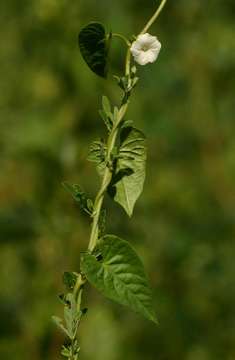 Plancia ëd Ipomoea biflora (L.) Pers.