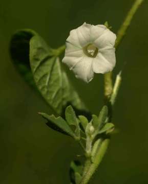 Image of Two-flowered Aniseia