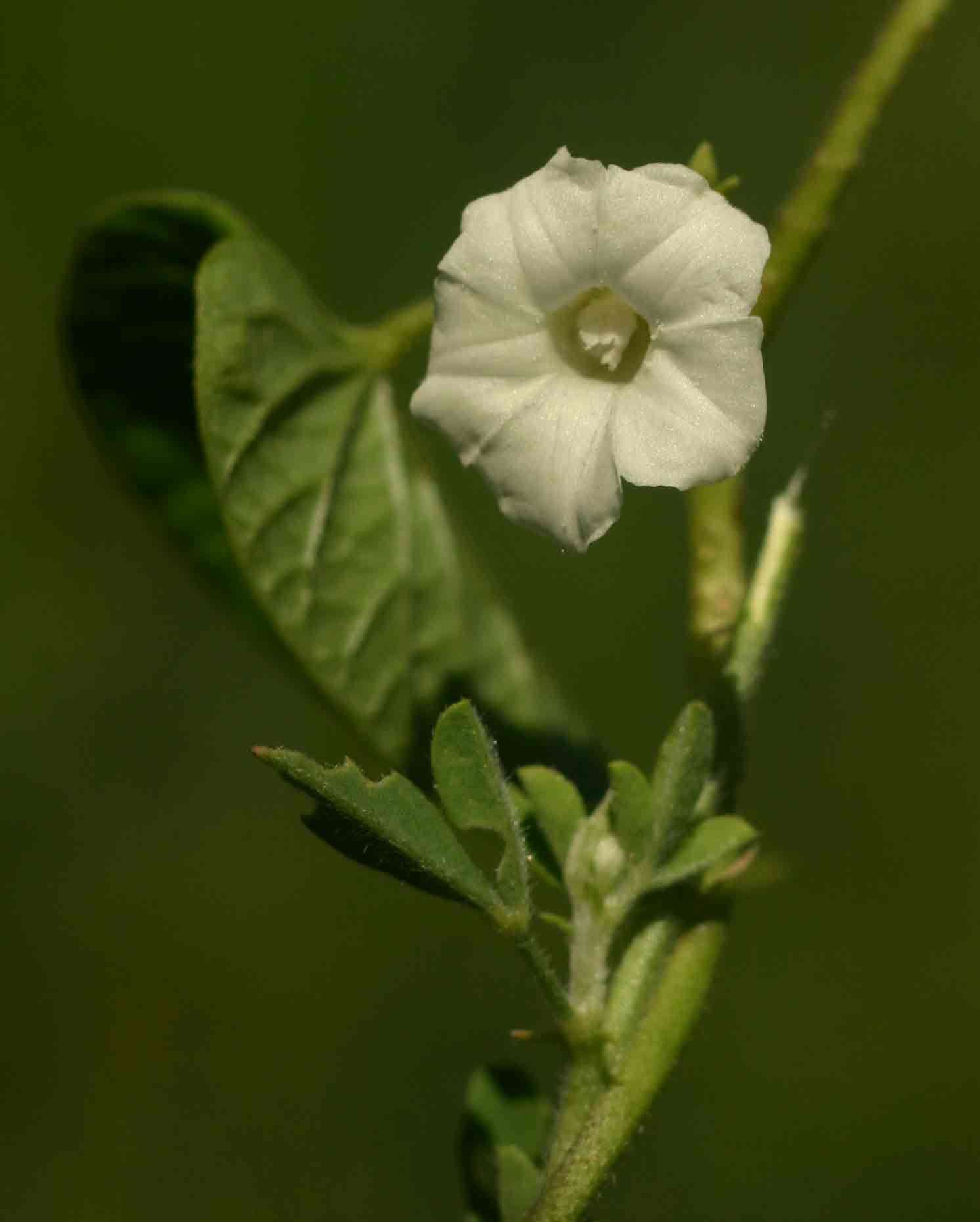 Image of Ipomoea biflora (L.) Pers.