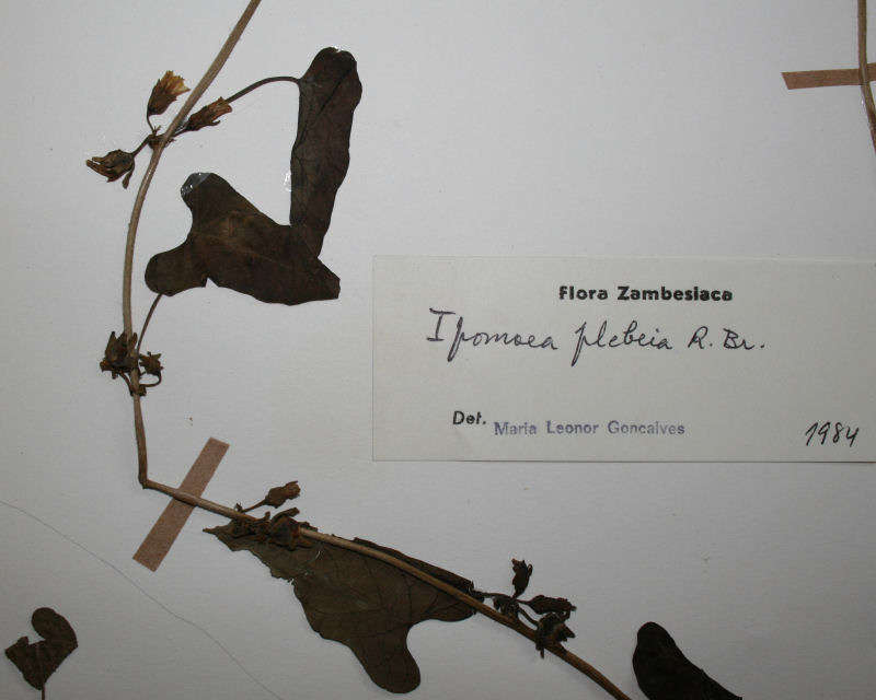 Image of Ipomoea biflora (L.) Pers.