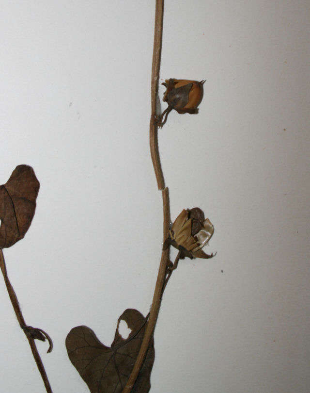 Image of Ipomoea biflora (L.) Pers.