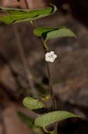 Image of Ipomoea biflora (L.) Pers.